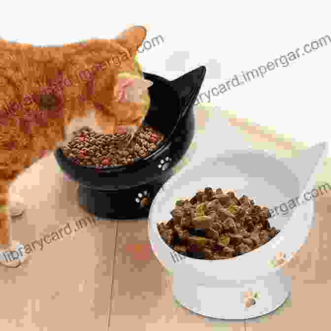 A Bowl Of Cat Food Why Does My Cat Do That?: Comprehensive Answers To The 50+ Questions That Every Cat Owner Asks: Comprehensive Answers To The 50 Questions That Every Cat Owner Asks (Why Does My ?)