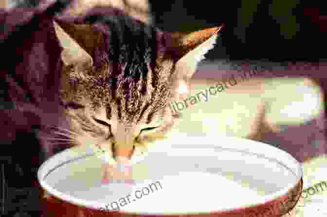 A Cat Drinking Milk Why Does My Cat Do That?: Comprehensive Answers To The 50+ Questions That Every Cat Owner Asks: Comprehensive Answers To The 50 Questions That Every Cat Owner Asks (Why Does My ?)