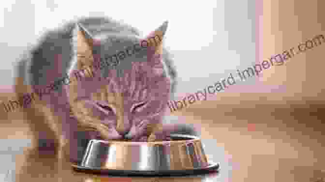 A Cat Eating From A Bowl Why Does My Cat Do That?: Comprehensive Answers To The 50+ Questions That Every Cat Owner Asks: Comprehensive Answers To The 50 Questions That Every Cat Owner Asks (Why Does My ?)