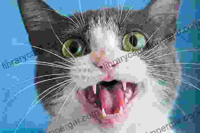 A Cat Meowing With An Open Mouth Why Does My Cat Do That?: Comprehensive Answers To The 50+ Questions That Every Cat Owner Asks: Comprehensive Answers To The 50 Questions That Every Cat Owner Asks (Why Does My ?)