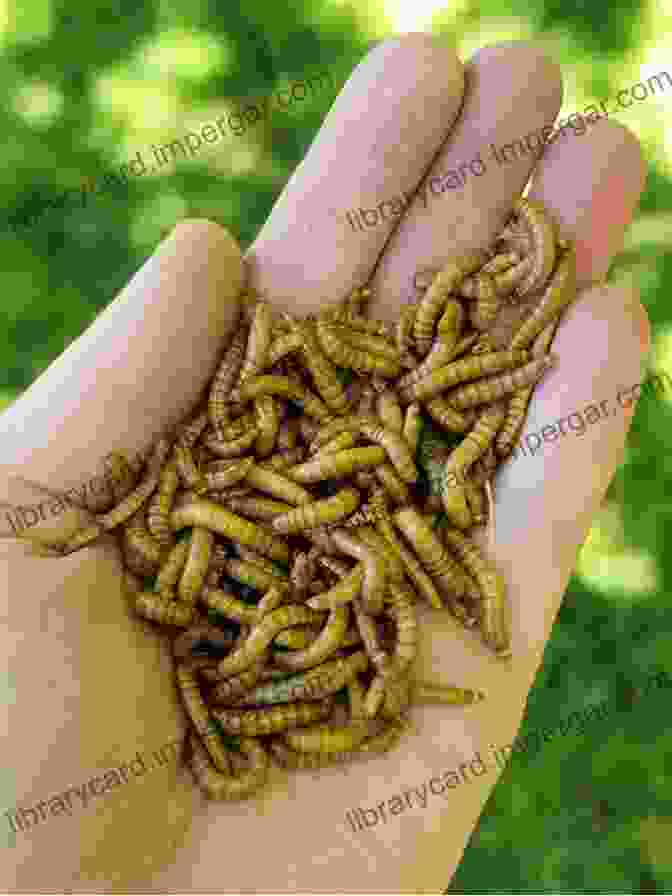 A Close Up Image Of A Person Holding A Handful Of Mealworms, A Common Insect Used In Insect Farming. Insect And Hydroponic Farming In Africa: The New Circular Food Economy (Agriculture And Food Series)