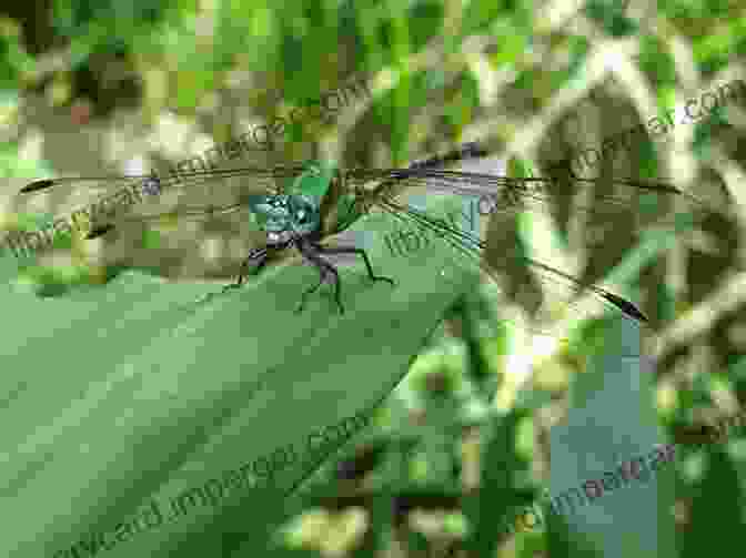 A Dragonfly Resting On A Leaf HOW TO WRITE HAIKU A BEGINNER S GUIDE: THE MONK KEY