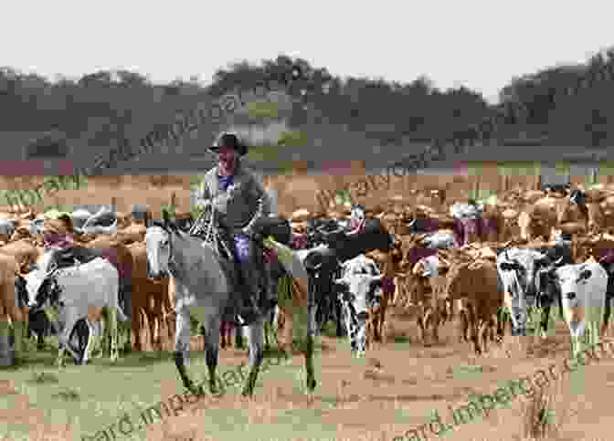 A Group Of African American Cowboys Driving A Herd Of Cattle The Black West: A Documentary And Pictorial History Of The African American Role In The Westward Expansion Of The United States