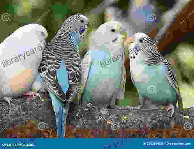 A Group Of Colorful Parakeets Perched On A Branch PARAKEET AS PET: Ultimate Owner Manual For Keeping Parakeets Pros And Cons Care Housing Diet And Health