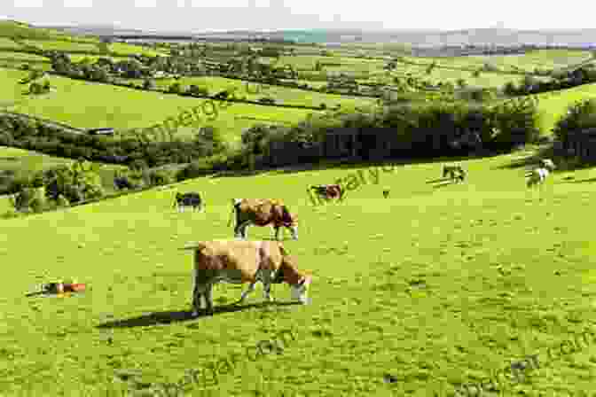 A Lush Green Pasture With Cattle Grazing Peacefully Holistic Management Handbook Third Edition: Regenerating Your Land And Growing Your Profits