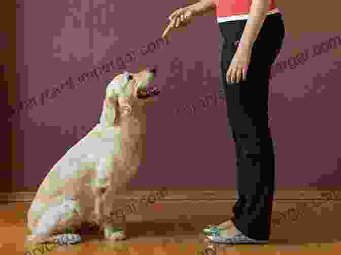 A Man Training His Dog To Sit Family Friendly Dog Training: A Six Week Program For You And Your Dog