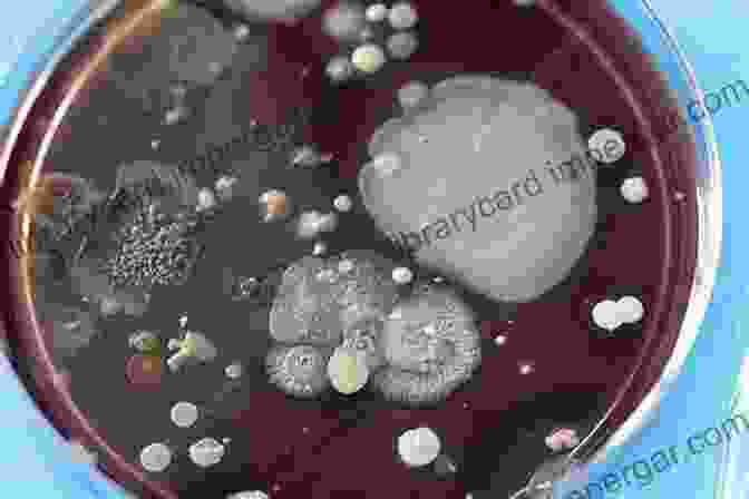 A Photo Of A Petri Dish With Colonies Of Bacteria Producing Biosurfactants Biosurfactants And Biotechnology (Surfactant Science 25)