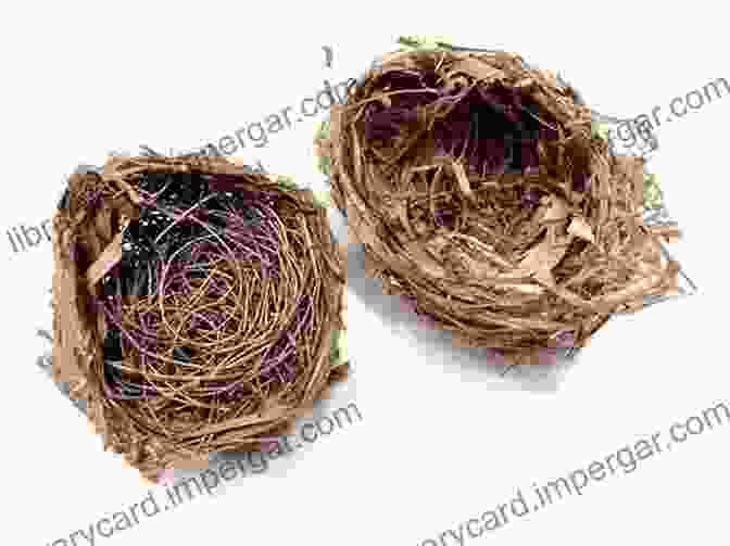 A Pigeon Nest Made Of Twigs And Leaves Homing: On Pigeons Dwellings And Why We Return