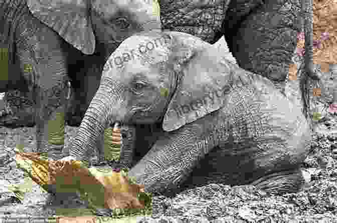 A Playful Baby Elephant Enjoying A Mud Bath Why Is Daddy In A Dress?: Asking Awkward Questions With Baby Animals