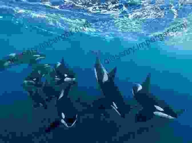 A Pod Of Orcas Swimming In The Ocean Listening To Whales: What The Orcas Have Taught Us