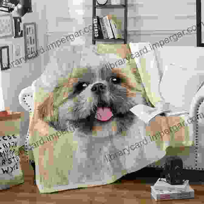 A Senior Shih Tzu Enjoying A Nap On A Soft Blanket. Shih Tzu Dogs The Complete Owners Guide From Puppy To Old Age Buying Caring For Grooming Health Training And Understanding Your Shih Tzu