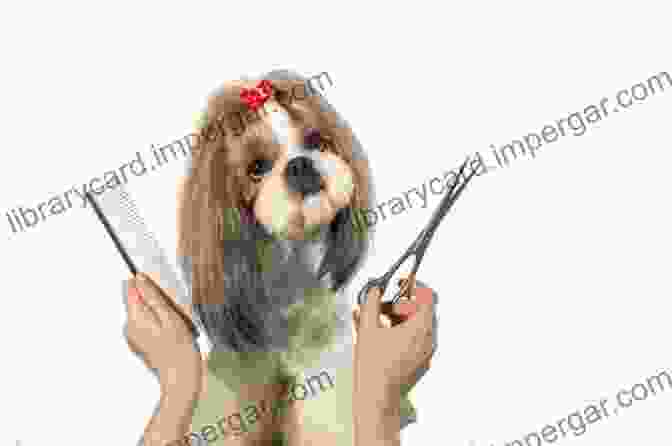 A Shih Tzu Being Groomed With A Brush And Comb. Shih Tzu Dogs The Complete Owners Guide From Puppy To Old Age Buying Caring For Grooming Health Training And Understanding Your Shih Tzu