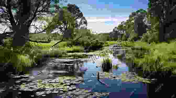 A Vast Expanse Of Wetlands Teeming With Life. The Great Florida Birding And Wildlife Trail West Section (The Great Florida Birding And Wildlife Trail Guide 4)