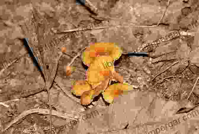 A Vibrant Array Of Fungi Emerging From The Forest Floor The Secret Life Of Fungi