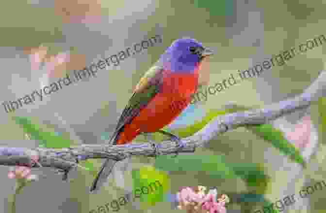 A Vibrant Painted Bunting Perched On A Branch. The Great Florida Birding And Wildlife Trail West Section (The Great Florida Birding And Wildlife Trail Guide 4)