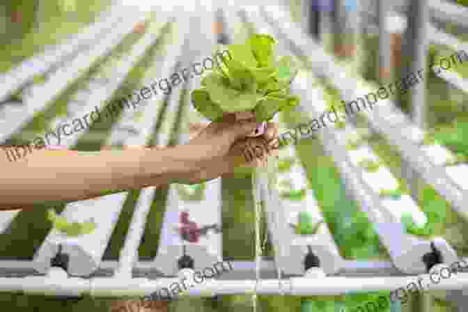 An Image Of A Hydroponic System With Plants Growing In Nutrient Rich Water Solutions. Insect And Hydroponic Farming In Africa: The New Circular Food Economy (Agriculture And Food Series)