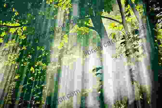 Book Cover Of 'The Colour Green' By Amanda Ellieson, Showcasing A Vibrant Green Forest Canopy With Sunlight Filtering Through The Colour Green Amanda Ellieson