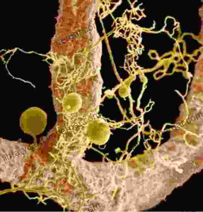 Close Up Of A Mycorrhizal Fungus Forming A Symbiotic Relationship With A Plant Root The Secret Life Of Fungi