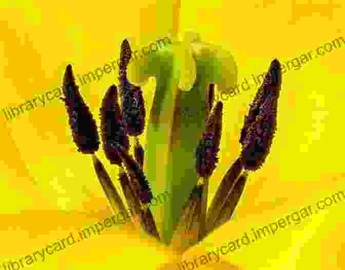 Close Up Photograph Of A Flower's Pistils And Stamens, Showcasing The Intricate Details Of The Plant's Reproductive Structures. Mastering Macro Photography David Taylor