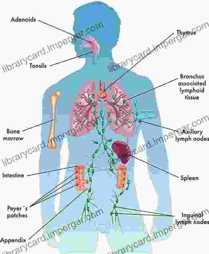 Diagram Of The Immune System Contemporary Clinical Immunology And Serology (2 Downloads) (Pearson Clinical Laboratory Science)