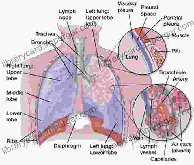 Diagram Of The Lungs Showing Respiratory Muscles Respiratory Muscle Training: Theory And Practice