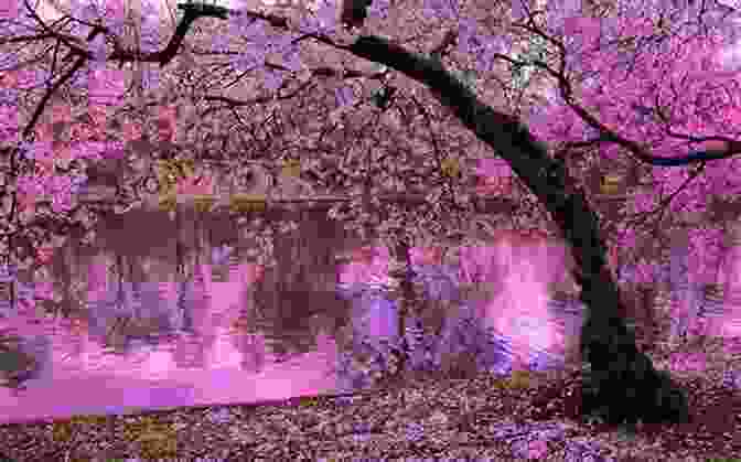 Falling Cherry Blossoms In Spring HOW TO WRITE HAIKU A BEGINNER S GUIDE: THE MONK KEY