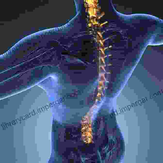 Illustration Of A Healthy Spine Fundamentals Of Chiropractic Ali Almossawi