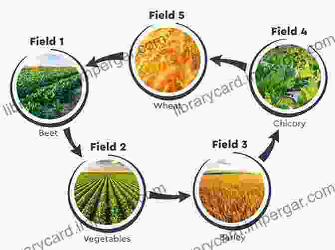 Image Of Crop Rotation And Residue Management Integrated Management Of Insect Pests: Current And Future Developments (Burleigh Dodds In Agricultural Science 69)