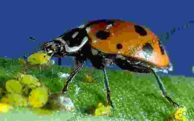 Image Of Ladybugs Feeding On Aphids Integrated Management Of Insect Pests: Current And Future Developments (Burleigh Dodds In Agricultural Science 69)