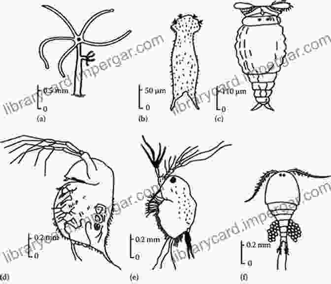 Microscopic Invertebrates Thrive In Spring Temporary Water Bodies, Providing A Crucial Foundation For The Ecosystem. Study Of Fauna Of Spring Temporary Water Bodies: Ecological Field Studies Materials: Videos And Manuals