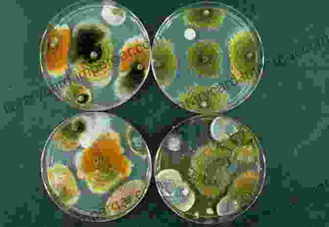 Scientists Examining A Petri Dish Containing Fungal Cultures The Secret Life Of Fungi