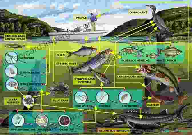 Spring Temporary Water Bodies Support A Complex Food Web That Interconnects Diverse Species. Study Of Fauna Of Spring Temporary Water Bodies: Ecological Field Studies Materials: Videos And Manuals