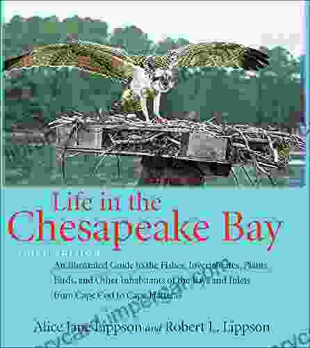 Life in the Chesapeake Bay: An Illustrated Guide to the Fishes Invertebrates Plants Birds and Other Inhabitants of the Bays and Inlets from Cape Cod to Cape Hatteras